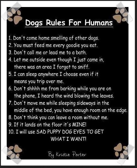 dog resolutions