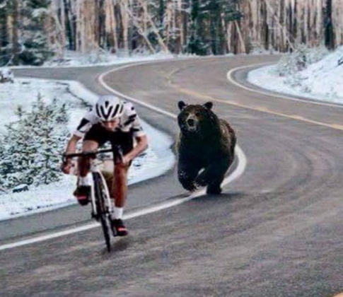 bike_bear_race