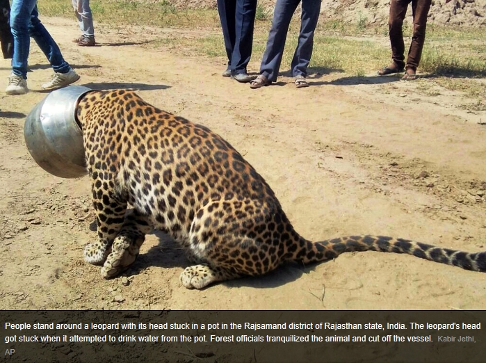 leopard_stuck.