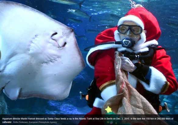 santa_and_stingray