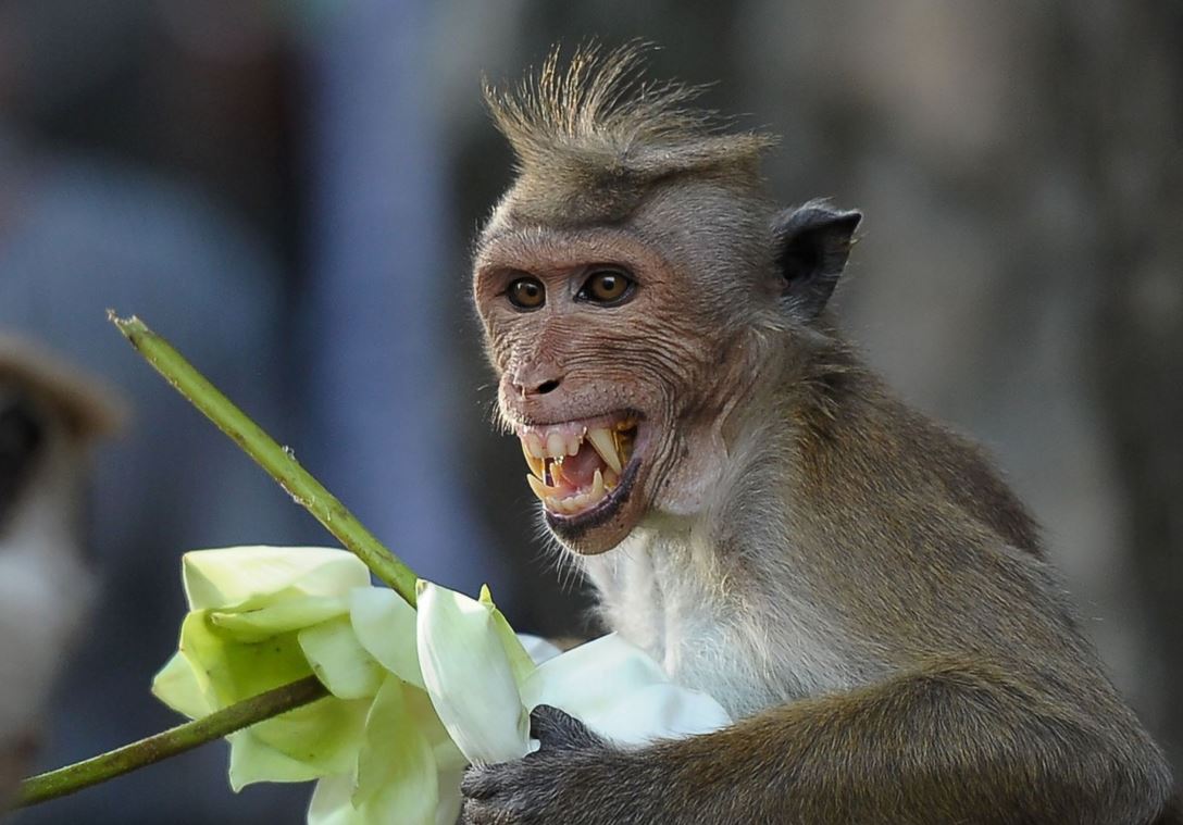 monkey_ishara_kidkara_afp_getty_images