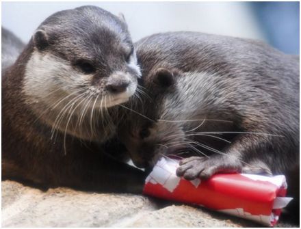 otter_hapiness_arne_dedert_dpa_ap