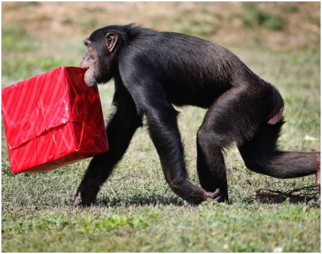 special_delivery_rhona_wise_afp_getty_images