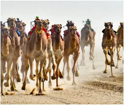 robots_camels_noufal_ibrahim_epa-efe